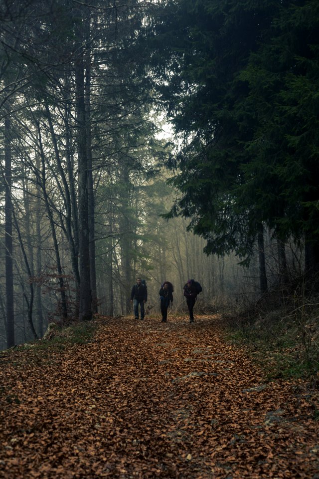 Three Person Walks On Dried Leaf Covered Pathway Surrounded By Trees