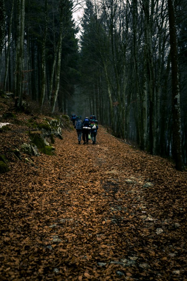 Group Of Campers Walking In Middle Of Forest During Sunset