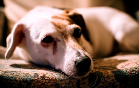 Closeup Photo Of Medium Smooth White And Brindle Dog photo