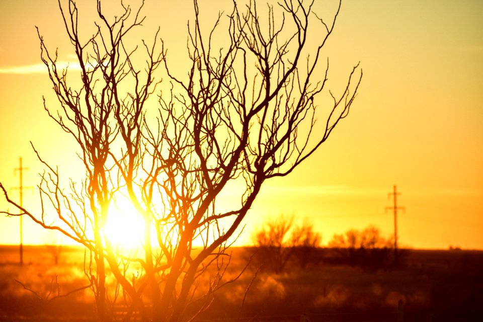 Photo Of Branches During Golden Hour photo