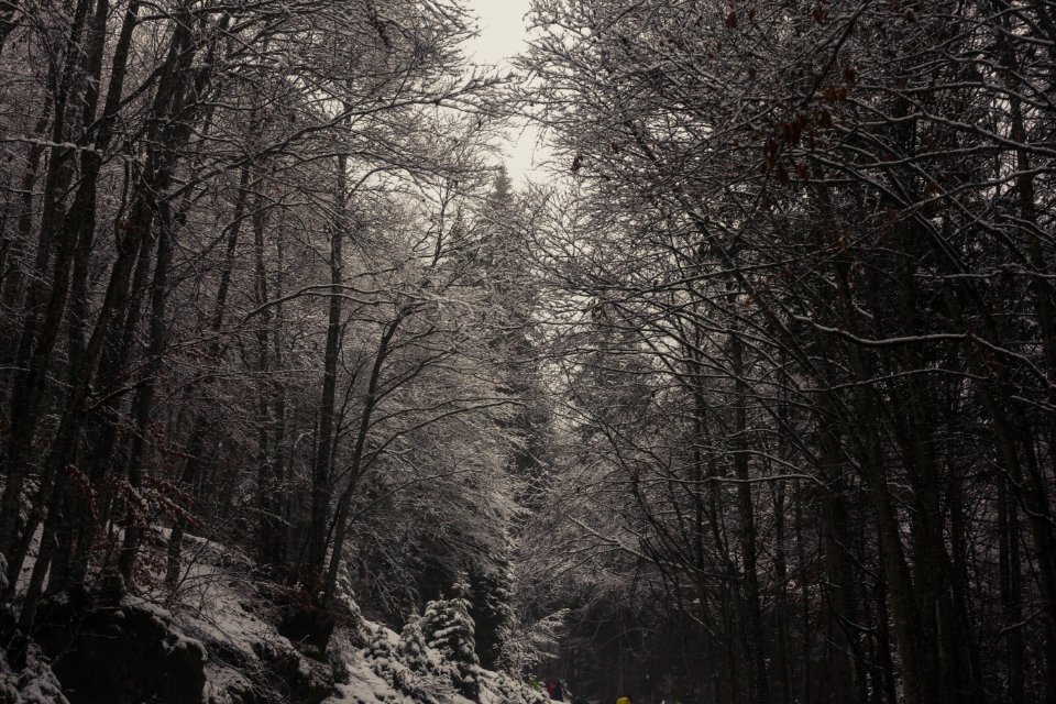 Landscape Photography Of Forest