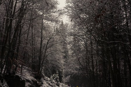 Landscape Photography Of Forest
