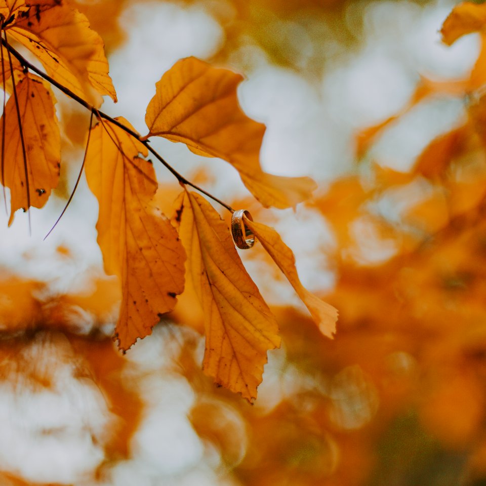 Close-Up Photography Of Brown Leaves