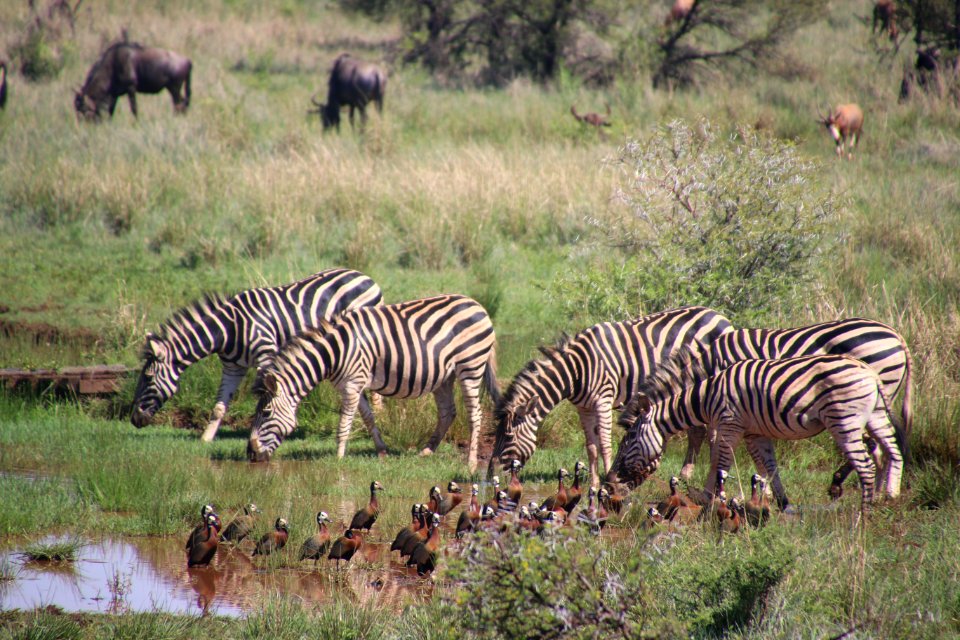 Five Zebra In Pond Near Brown-and-black Birds Soundring By Green Grass