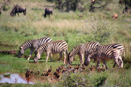 Five Zebra In Pond Near Brown-and-black Birds Soundring By Green Grass