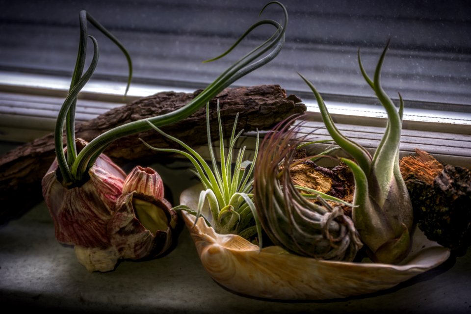 Potted Succulent Plants