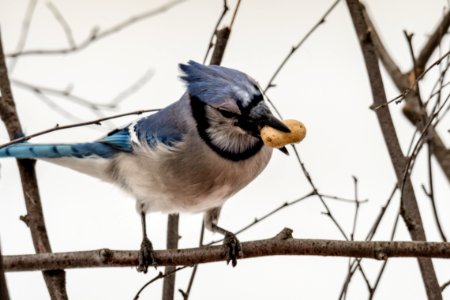 Focused Photo Of Blue Jay photo