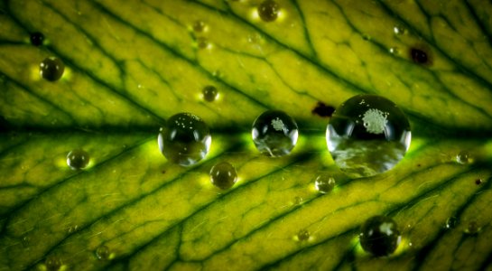 Close Up Photograph Water Drop On Green Leaf photo