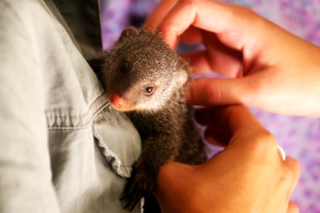 Person Holding Weasel