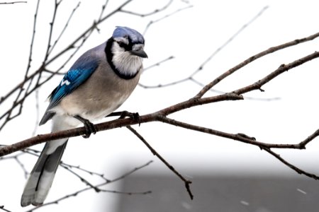 Photography Of Blue And Gray Bird photo