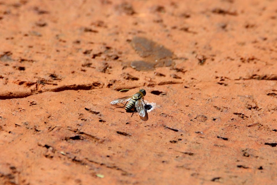 Tilt Photography Of Black Housefly