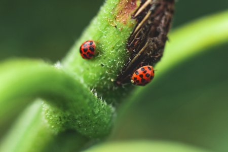 Micro Photography Of Two Red-and-black Ladybugs
