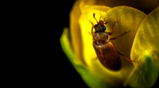 Macro Photography Brown Beetle On Yellow Flower