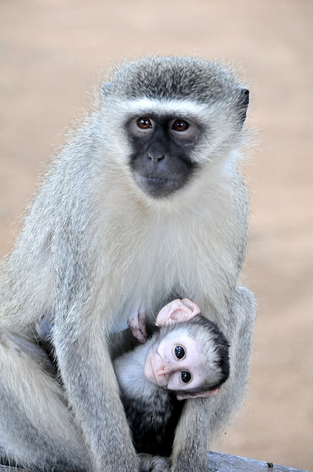 Pocket mother animal