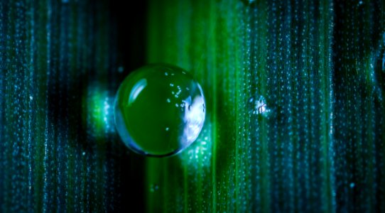 Closeup Photography Of Dew