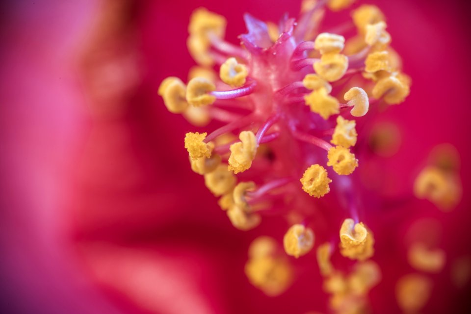 Selective Focus Photography Of Hibiscus Pollen