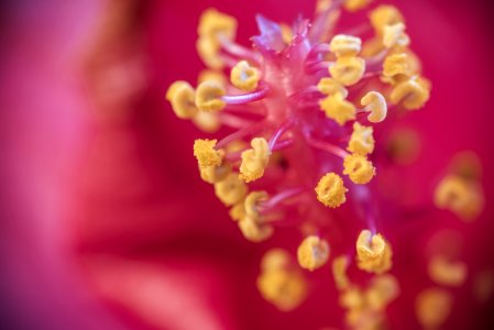 Selective Focus Photography Of Hibiscus Pollen photo