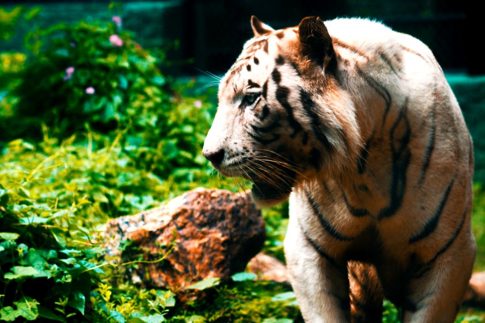 Close-Up Photography Of Tiger photo