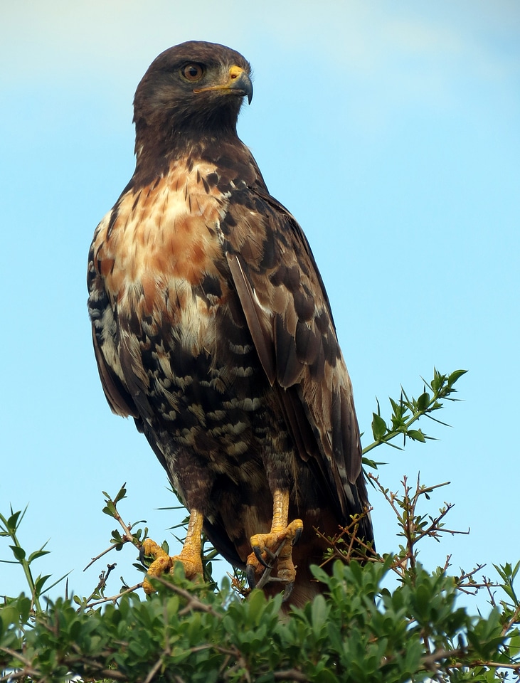 National park nature bird
