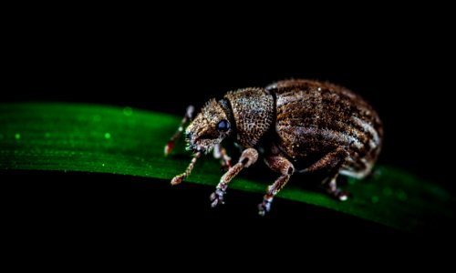 Brown Weevil Perched On Green Leaf In Closeup Photo photo