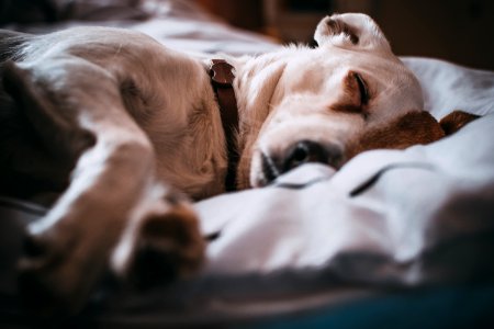 Close-Up Photography Of Sleeping Dog photo