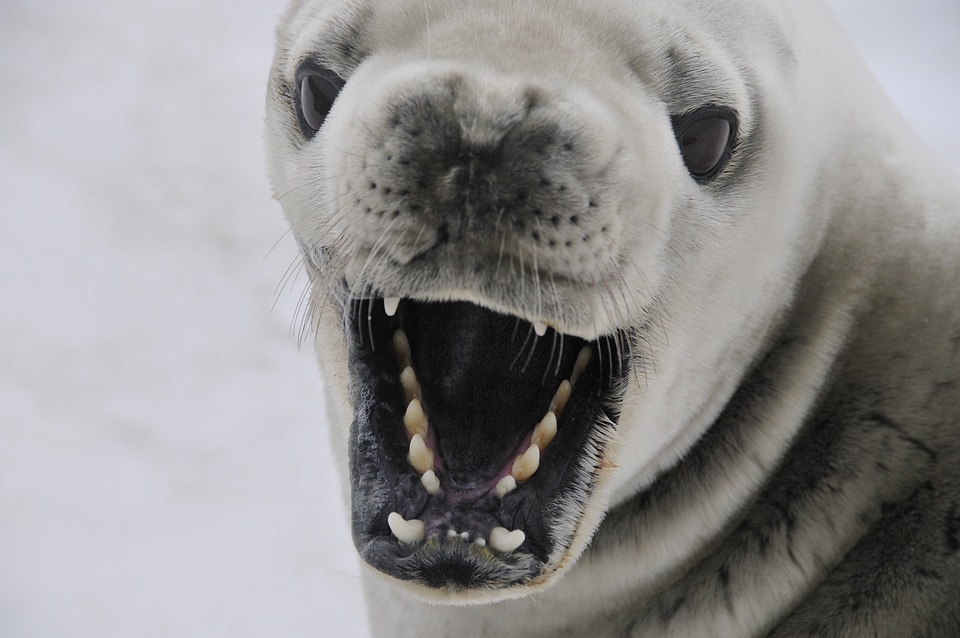 Antarctica nature animal