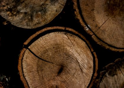 Round Brown Wooden Slab photo