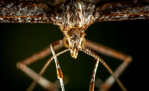 Macro Photography Of Brown Plume Moth photo