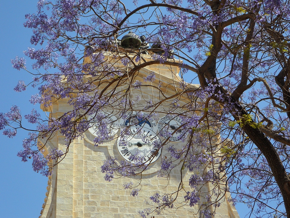Clock tower blossom sky