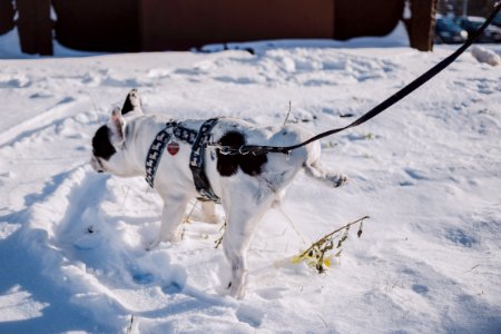 Adult Short-coated White And Black Dog With Black Harness On Top Of Snow photo