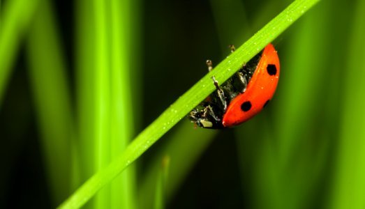 Close-up Photography Of Ladybug photo