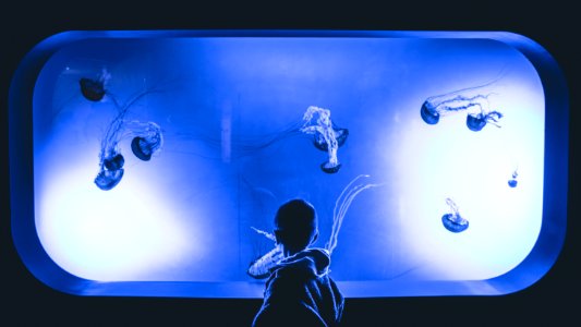 Boy Standing In Front Of Jelly Fish Aquarium With Purple Light photo