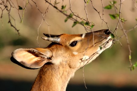 Shallow Focus Photo Of Brown Reindeer