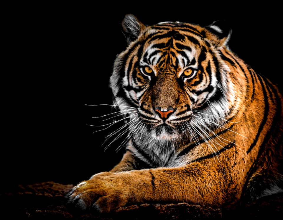 Close-Up Photography Of Tiger photo