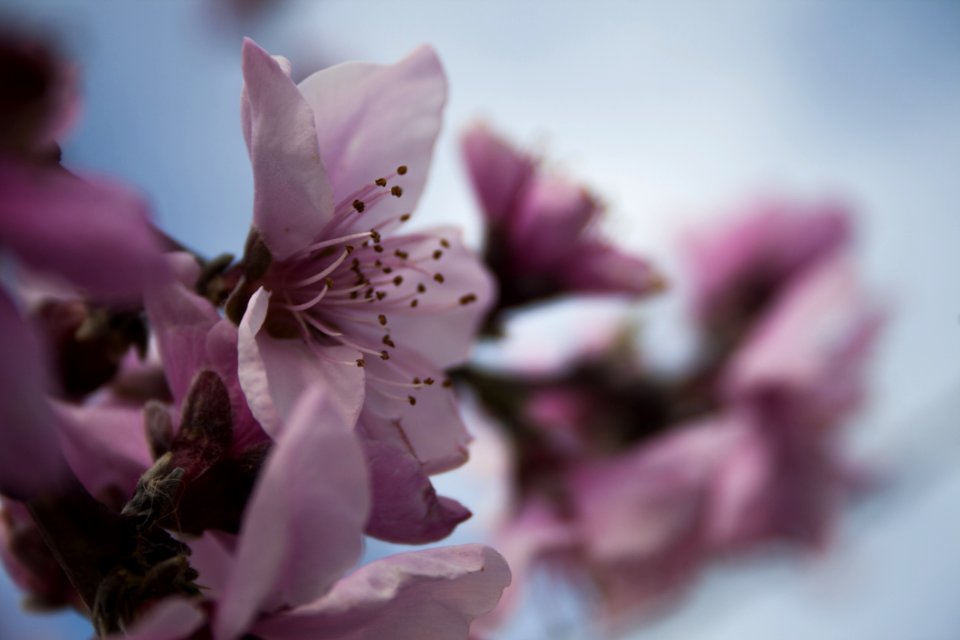 Focus Photography Of Pink Flowers