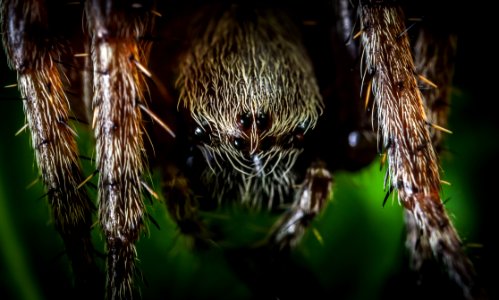 Macro Photography Of Spider photo