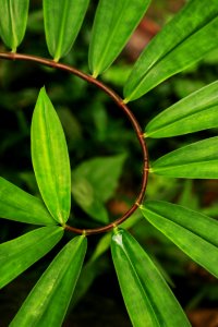 Green Plant photo