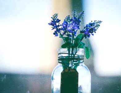 Close-Up Photography Of Purple Flowers In Clear Glass Vase photo