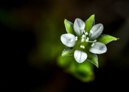 Selective Focus Of White Petaled Flower photo