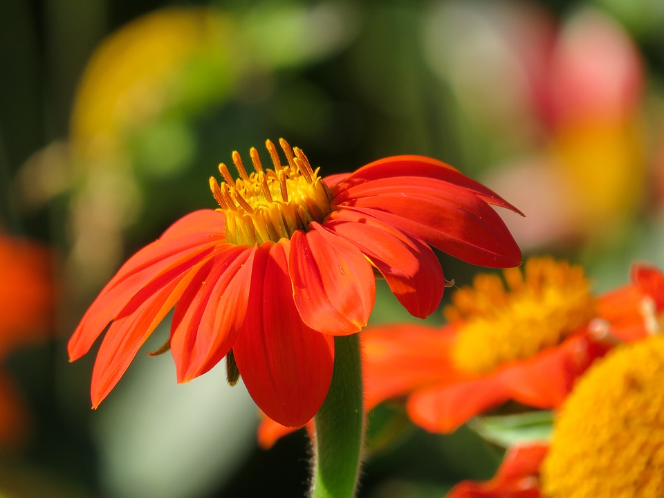 Marguerite macro nature