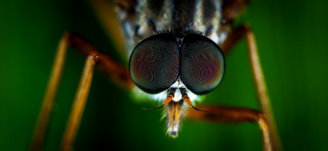 Macro Photography Of Brown Fly photo