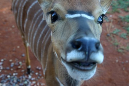 Close-Up Photography Of Brown And White Striped Deer photo