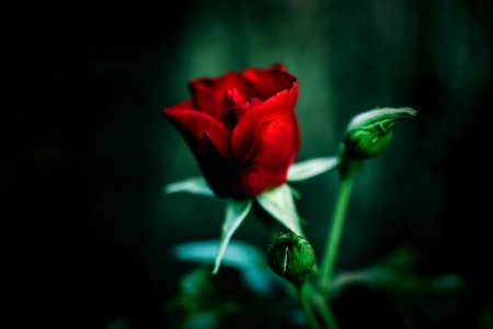 Close-Up Photography Of Red Rose photo