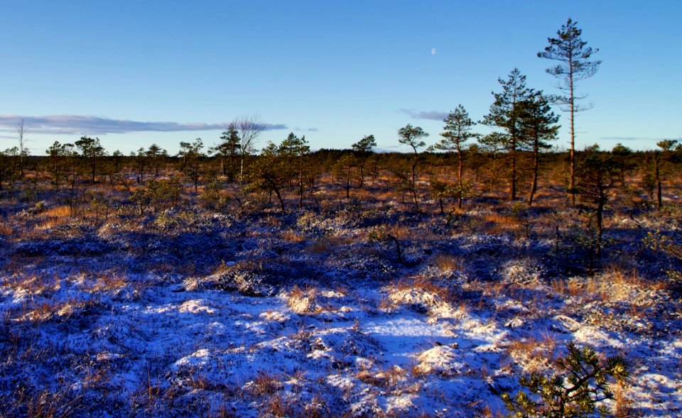 Photography Of Trees