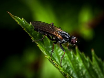 Macro Shot Photography Of Black And Brown Housefly photo