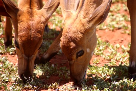 Two Brown Deers Eating Grass photo