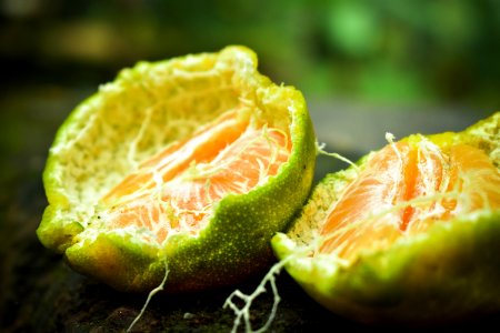 Orange Tangerine