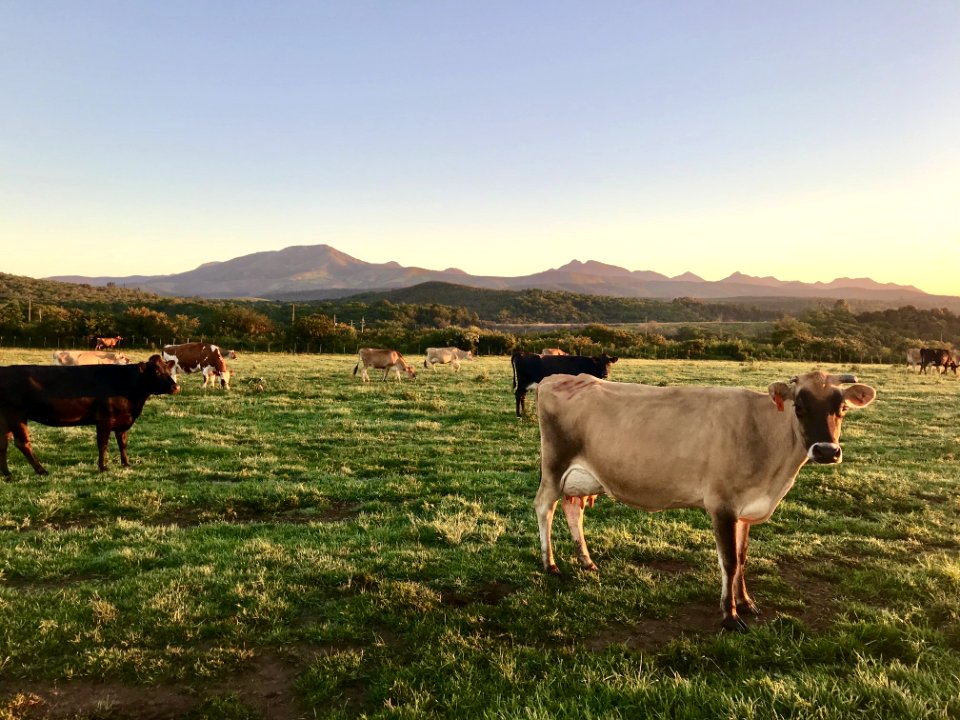 Photography Of Cows On Green Field