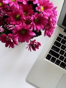 Closeup Photo Of Pink Petaled Flowers