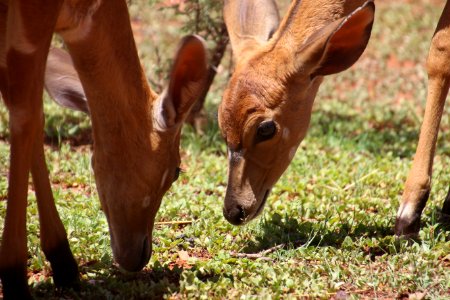 Two Brown Deers On Grass Field